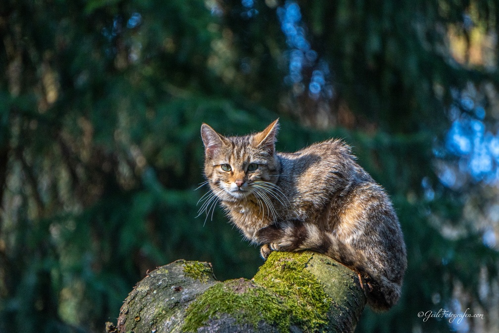 Wildkatze / Wildcat