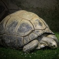 Große Schildkröte 