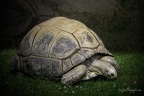 Große Schildkröte 
