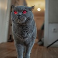 Horror cat  �