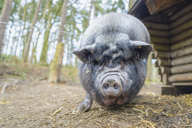 Hängebauchschwein 