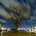 Hamburg Baum bei Nacht 
