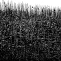 Toter Wald