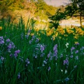 Blumen im Park