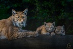 Luchs Familie - Lynx 