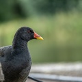 Schwarzer Vogel 