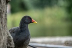 Schwarzer Vogel 
